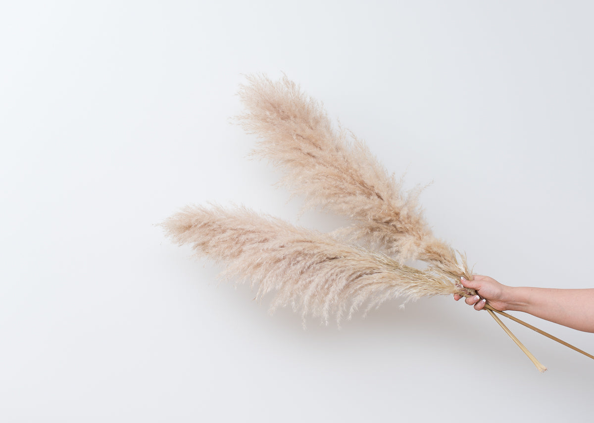 Dried Flower Stems