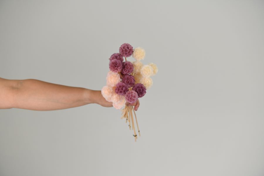 Scabiosa Pods