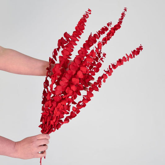 Vibrant Preserved Gum