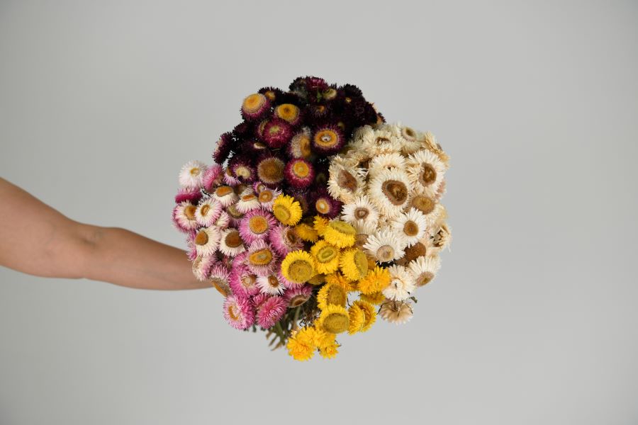 Dried Daisys