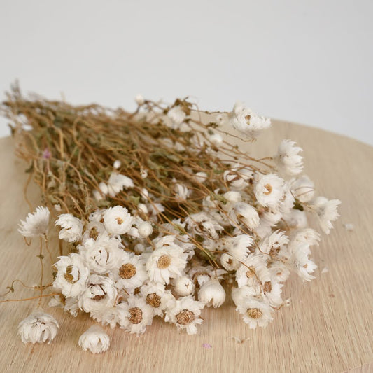 Dried Daisys