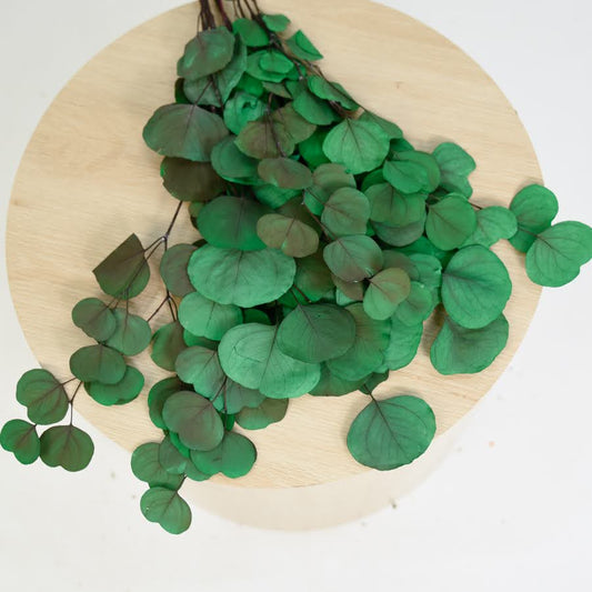 4-6 stems of vibrant green fresh gum