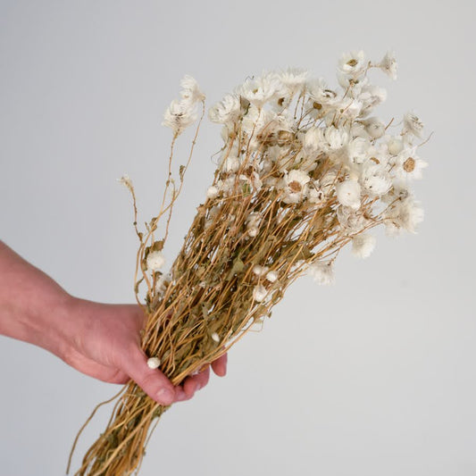 Dried Daisys