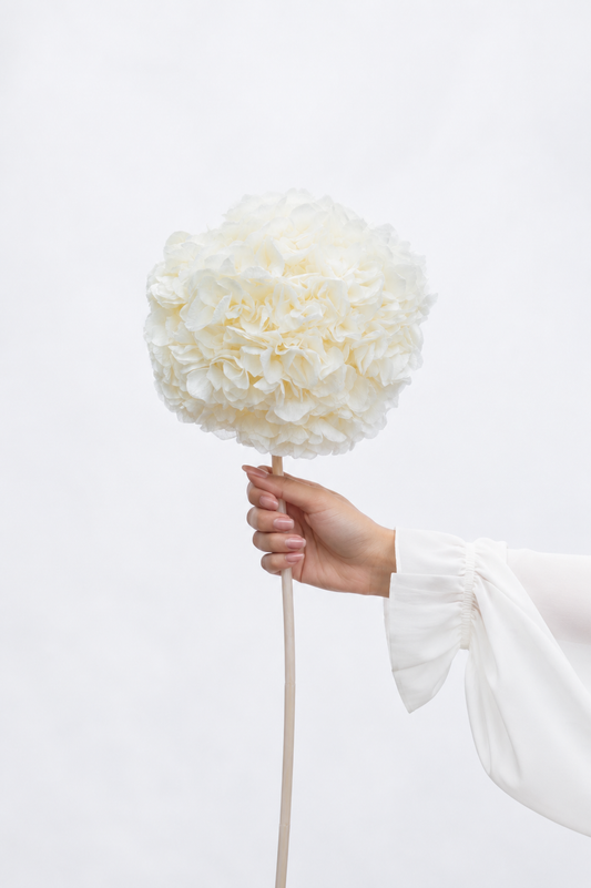Hand holding a large white flower against a white background