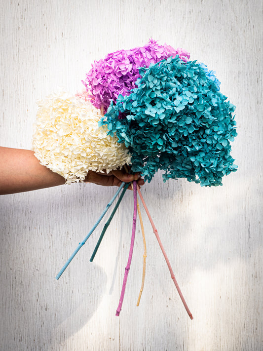 Preserved Hydrangeas