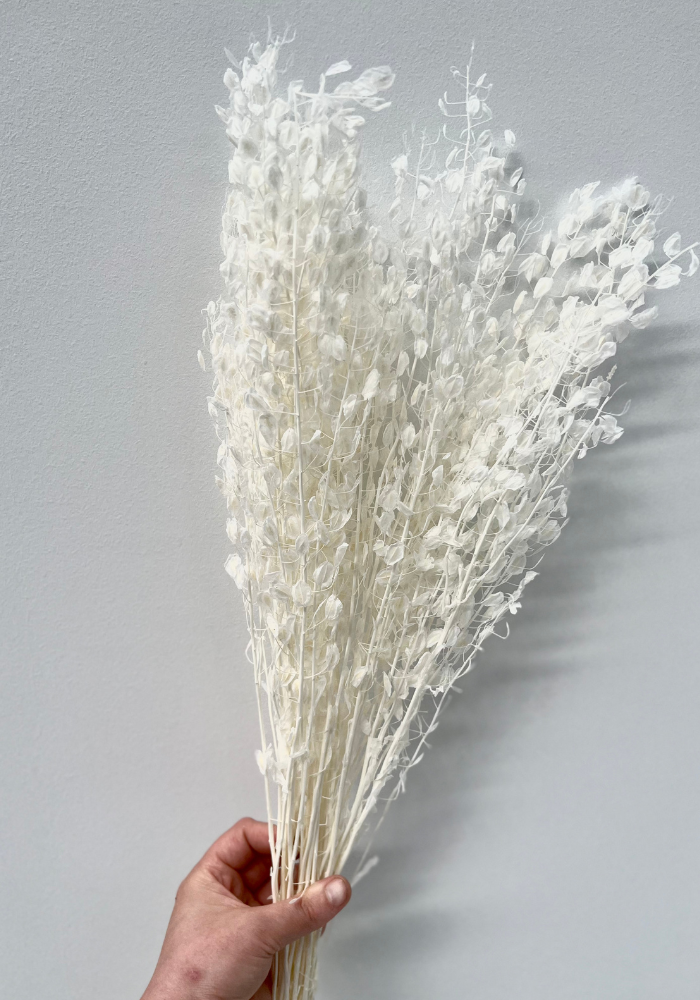 White Mini Honesty