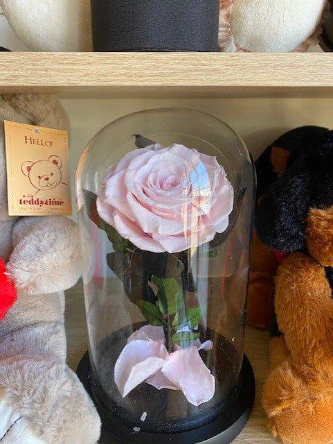Pink Everlasting Dome Rose