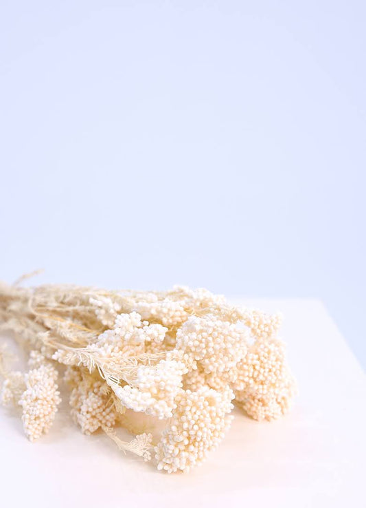 Preserved Rice Flower