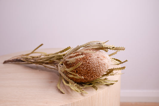 Dried Australian Hookeriana Banksia
