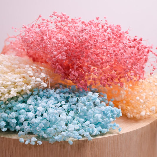 Bunch of four different colour dried babys breath. Cream, Peach, Hot Pink and Baby Blue