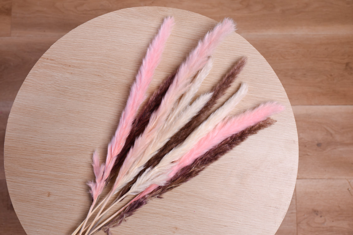 Mini Pampas