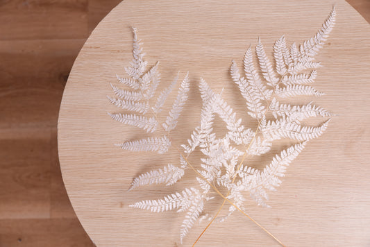 Preserved Delicate Fern