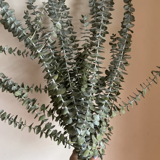 Holding a bunch of eucalyptus ready to be packed for shipping across Australia