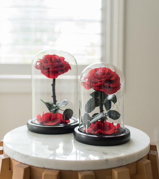 Everlasting Dome Rose