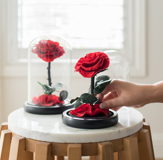 Everlasting Dome Rose