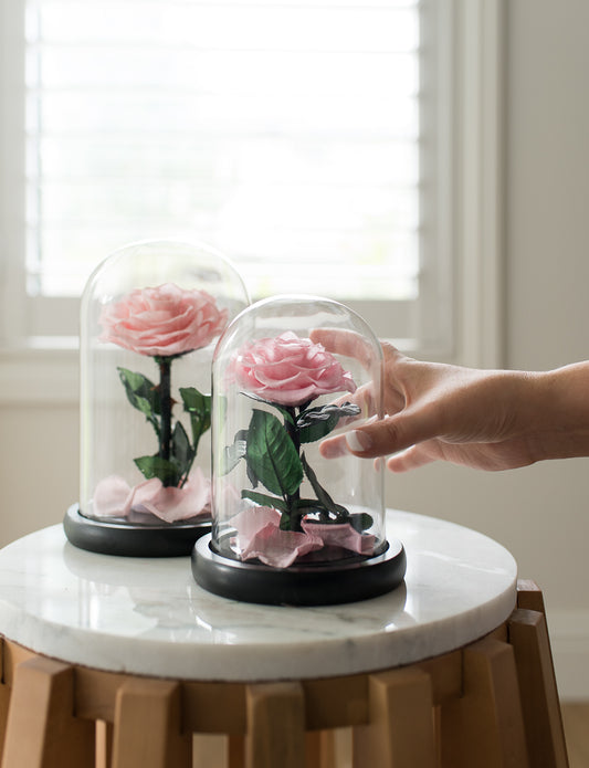 Pink Everlasting Dome Rose