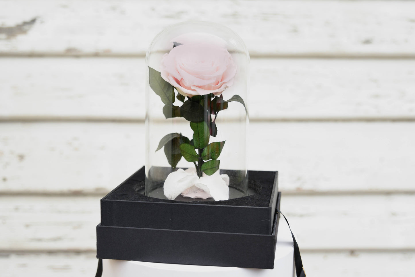 Pink Everlasting Dome Rose