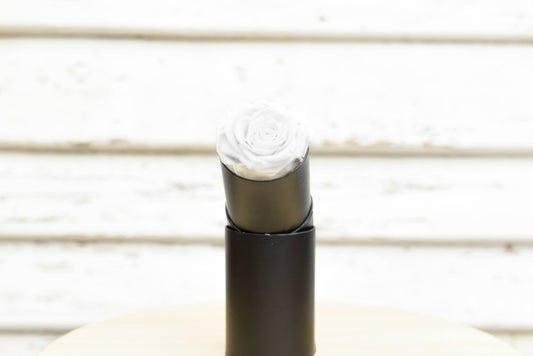 Single white everlasting rose