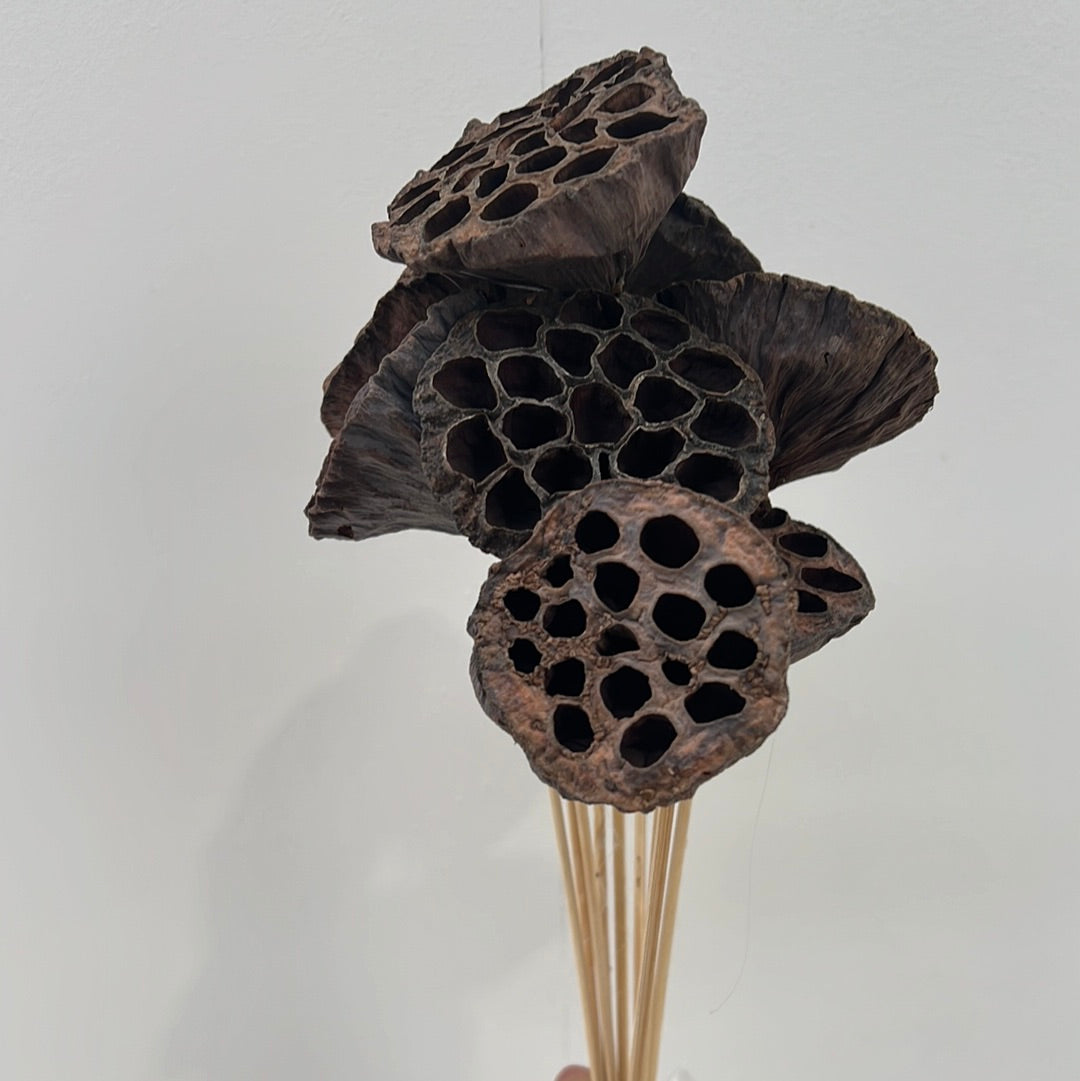 Lotus Pods