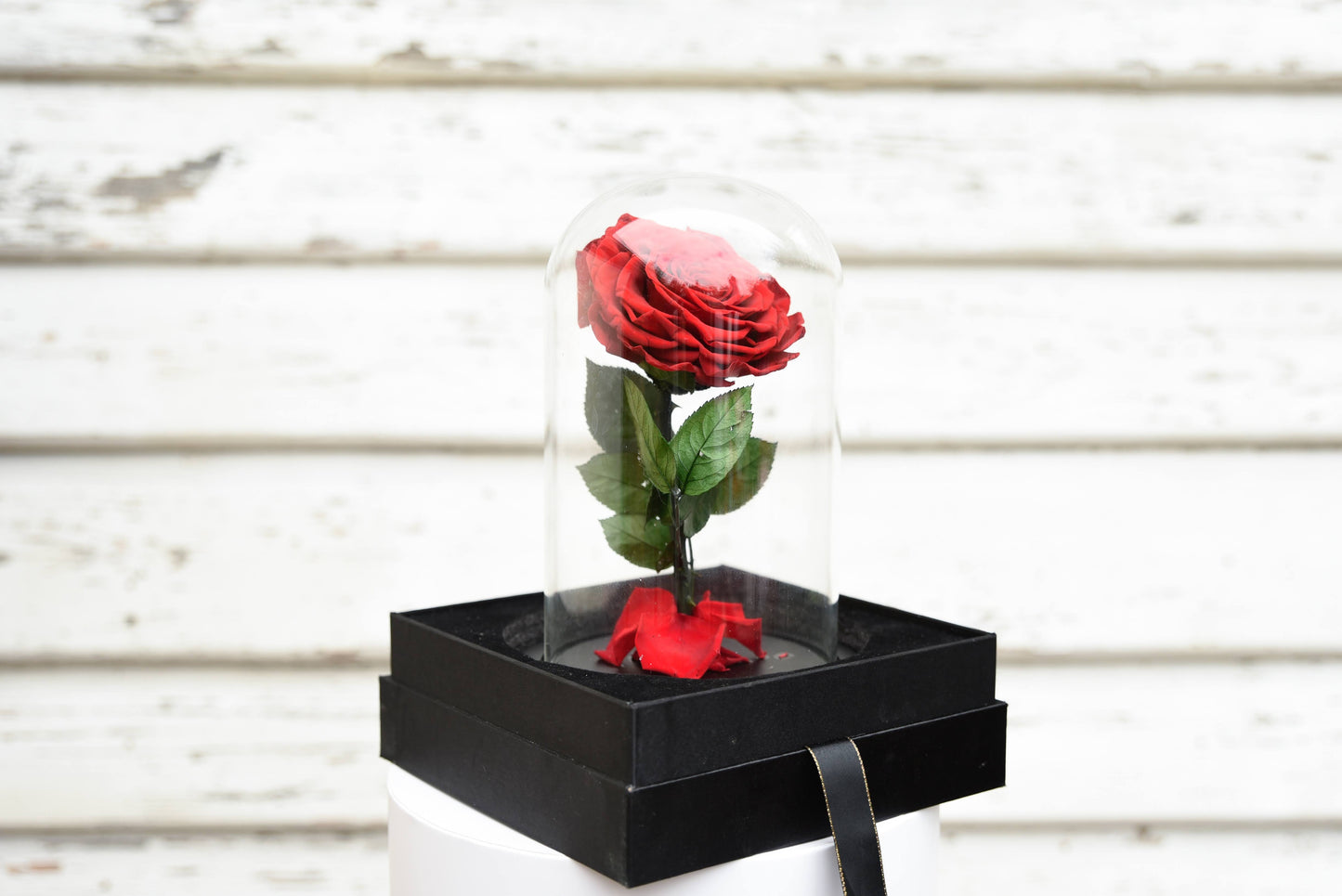 Everlasting Dome Rose