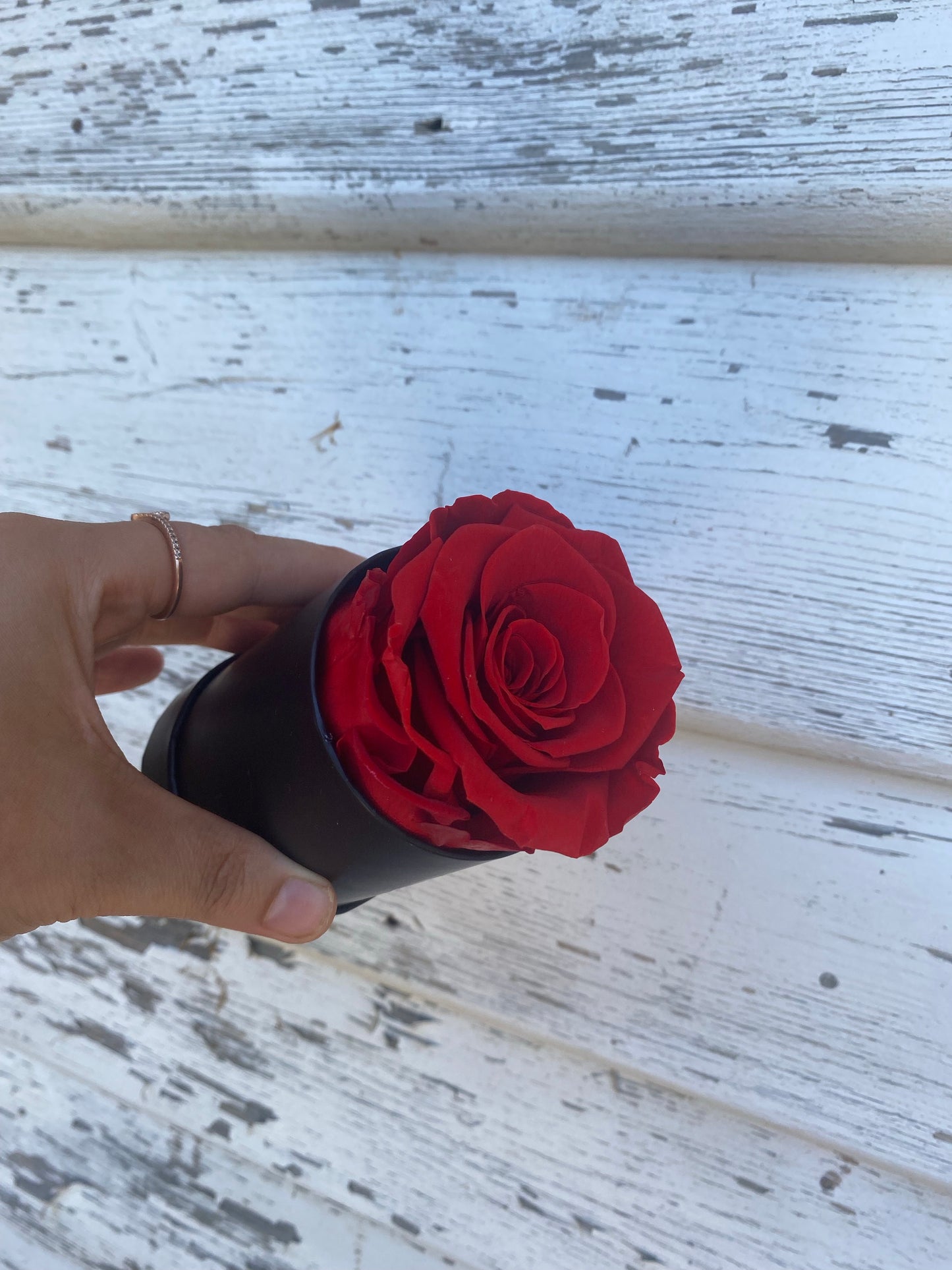 Single Everlasting Red Rose