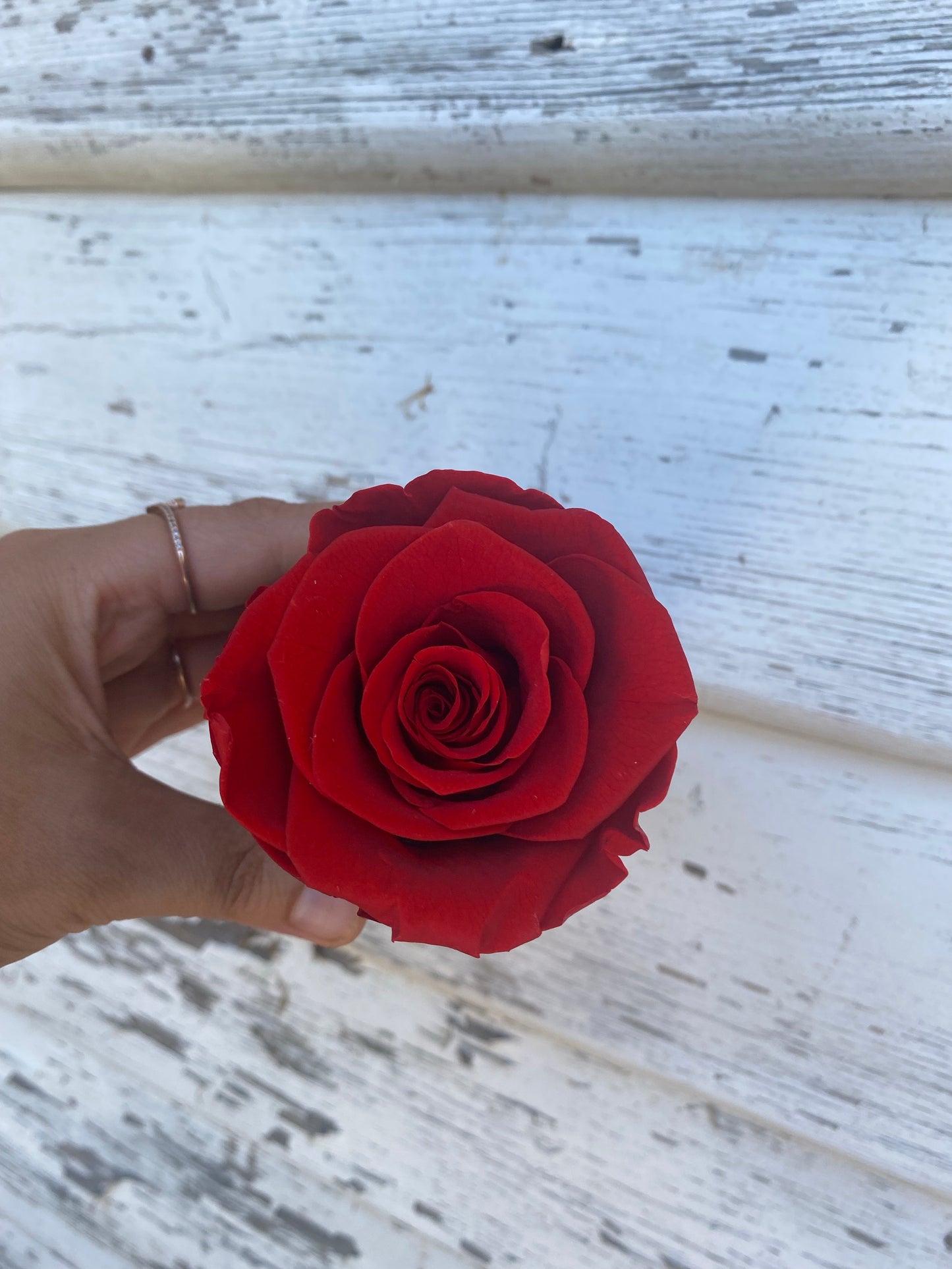 Single Everlasting Red Rose