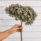 Grey preserved hydrangea stem on white background
