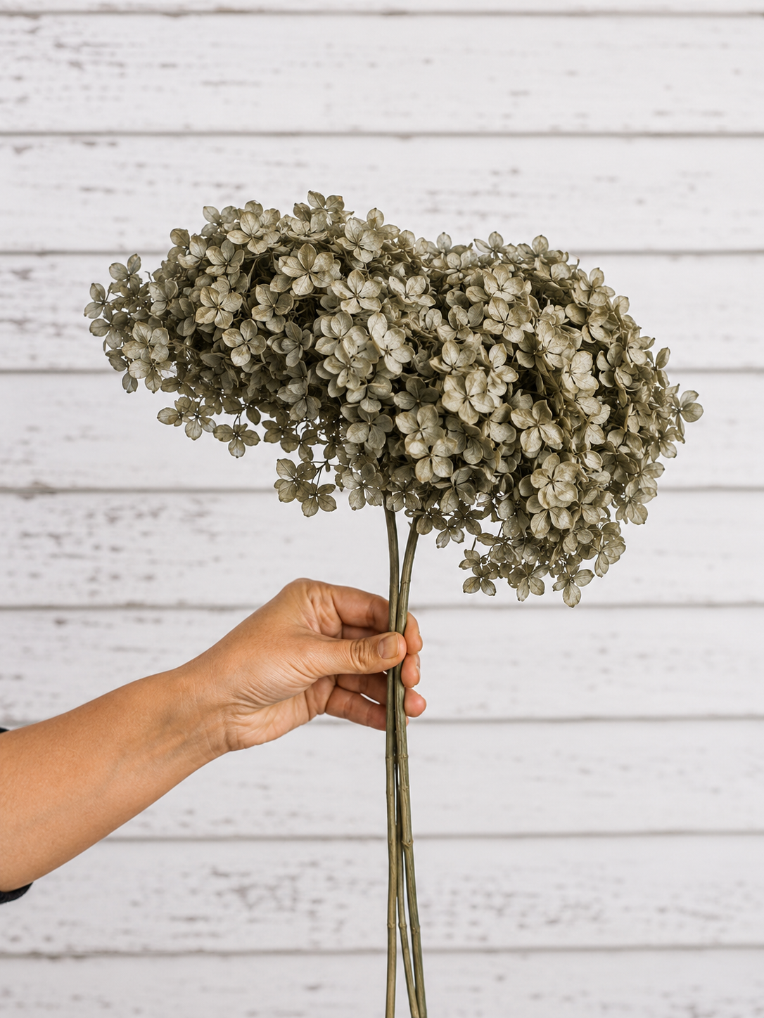 Grey preserved hydrangea stem on white background