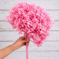Very Hot pink preserved hydrangea stem on white background