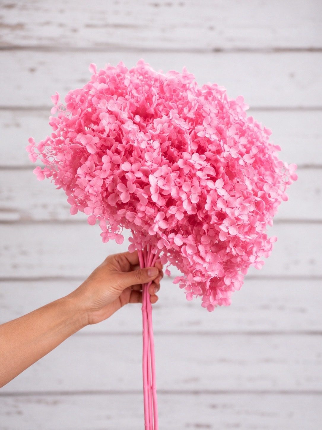 Very Hot pink preserved hydrangea stem on white background