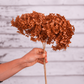 Orange Brown preserved hydrangea stem on white background