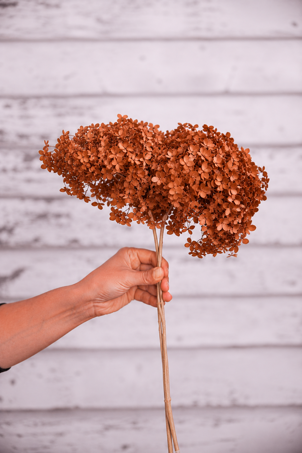 Orange Brown preserved hydrangea stem on white background