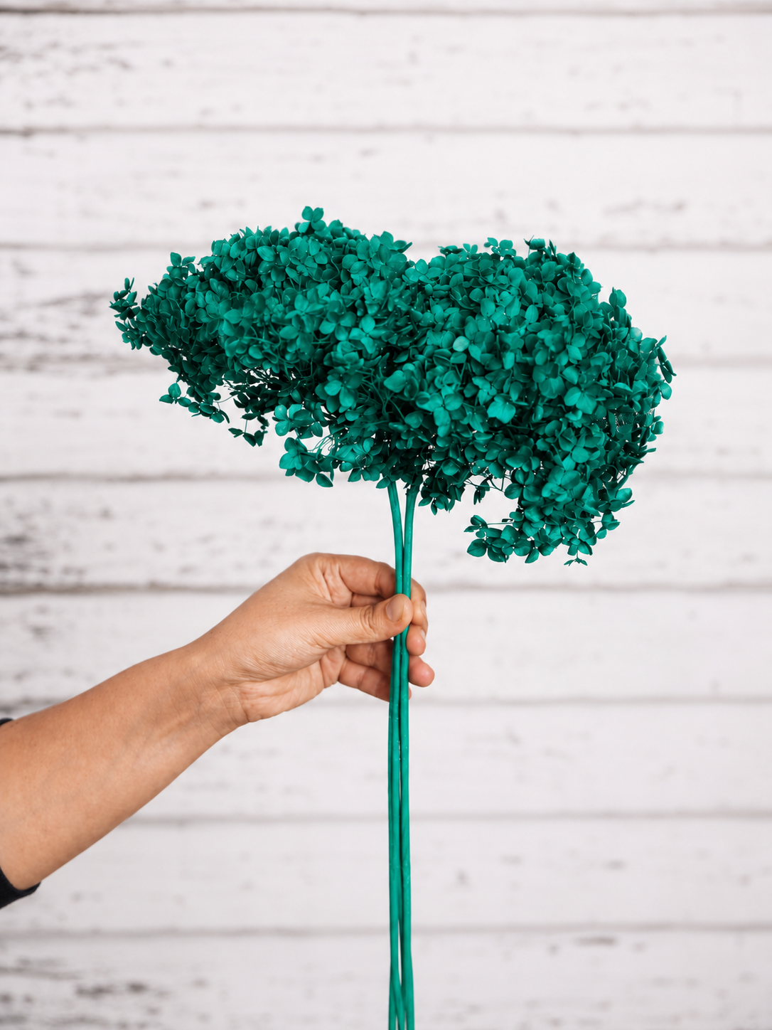 Emerald Green preserved hydrangea stem on white background