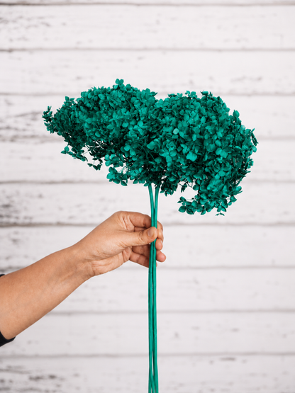 Emerald Green preserved hydrangea stem on white background