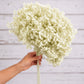 Pale green  preserved hydrangea stem on white background