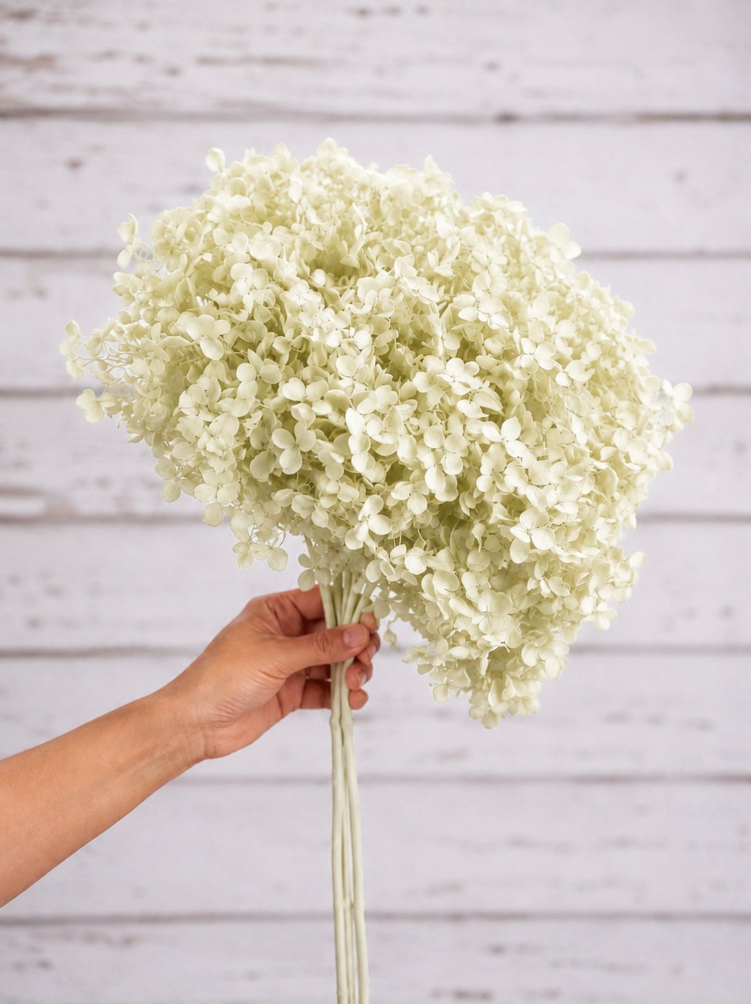 Pale green  preserved hydrangea stem on white background