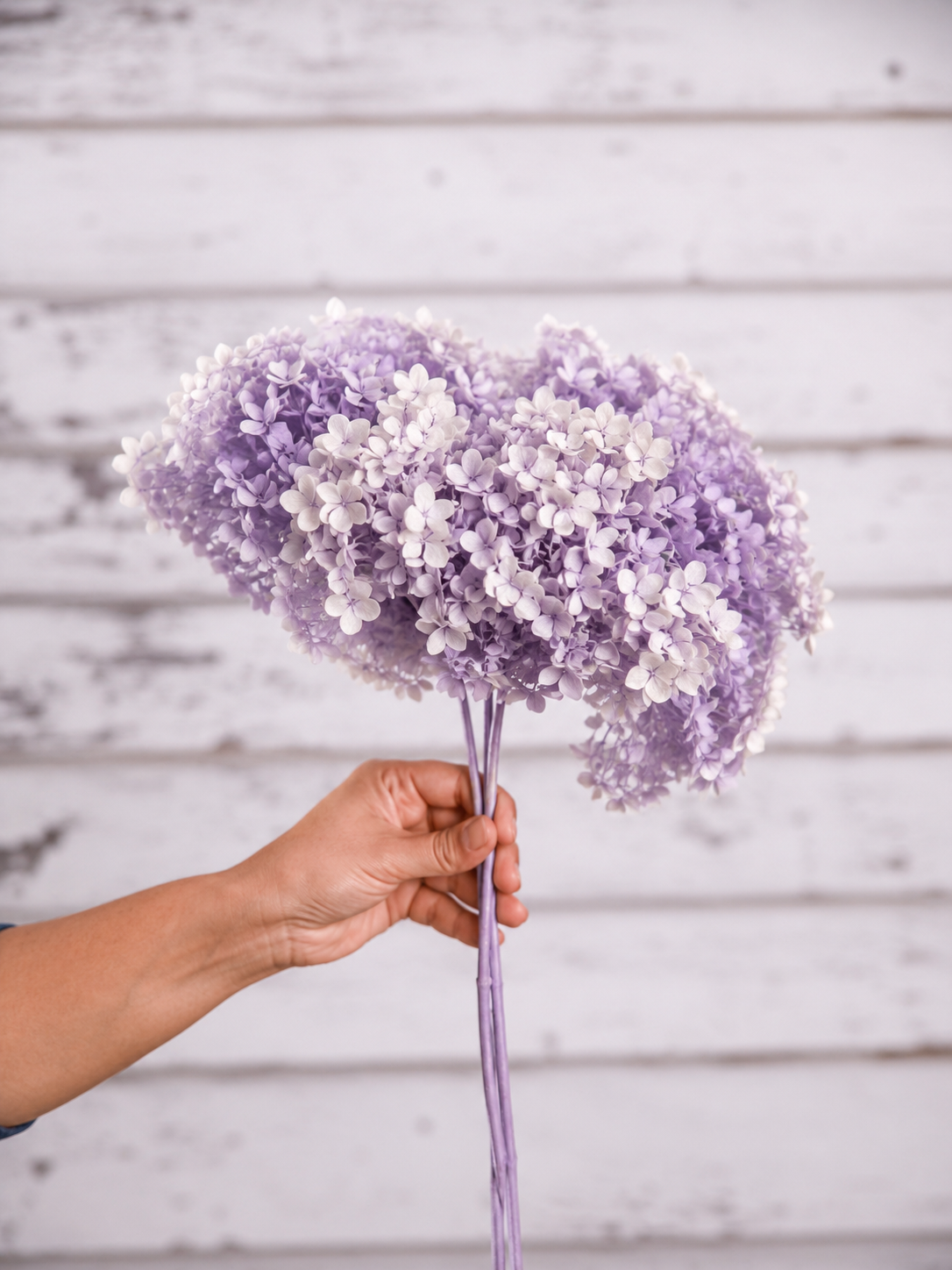 Faded Purple preserved hydrangea stem on white background