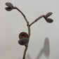 Dried pods
