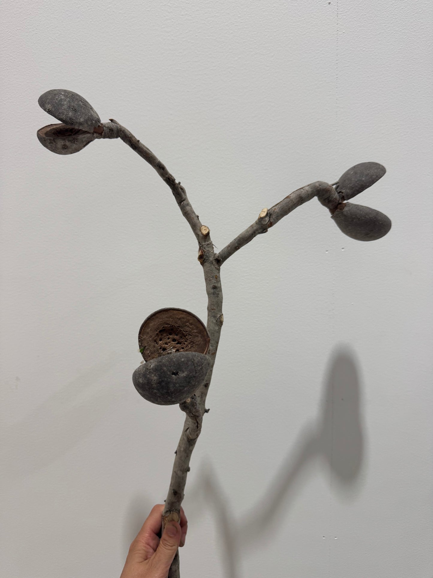 Dried pods