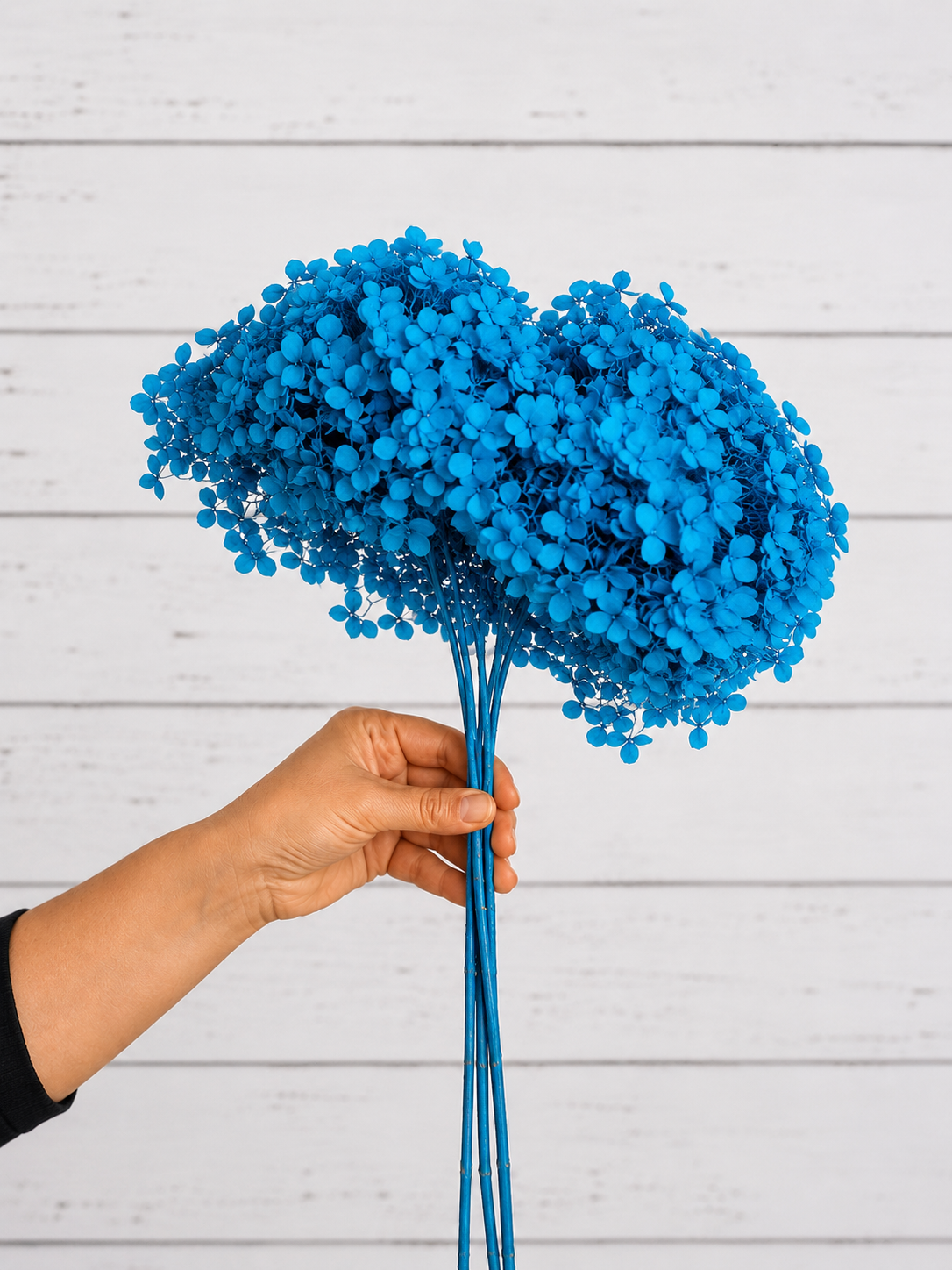 Vibrant Blue preserved hydrangea stem on white background
