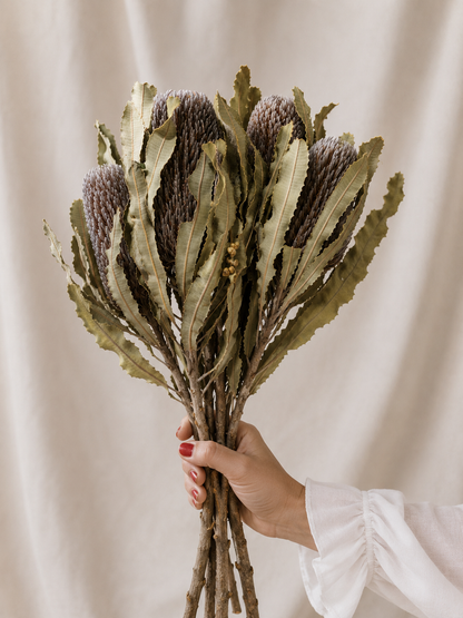 Dried Australian Hookeriana Banksia