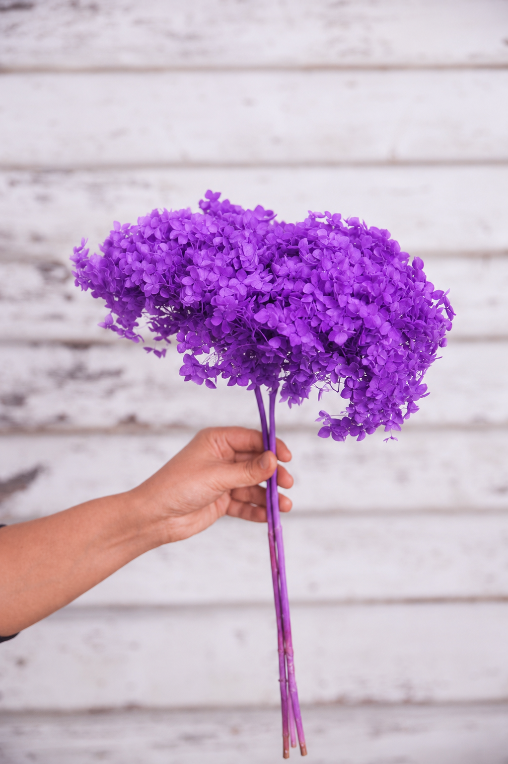 Vibrant Lilac preserved hydrangea stem on white background