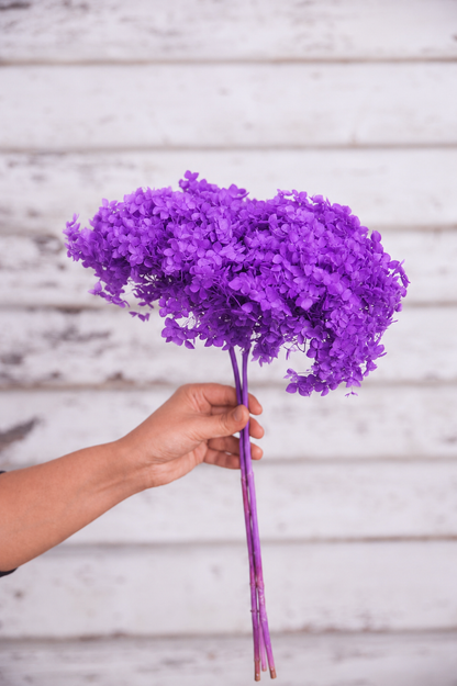 Vibrant Lilac preserved hydrangea stem on white background
