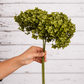 Olive Green Hot preserved hydrangea stem on white background