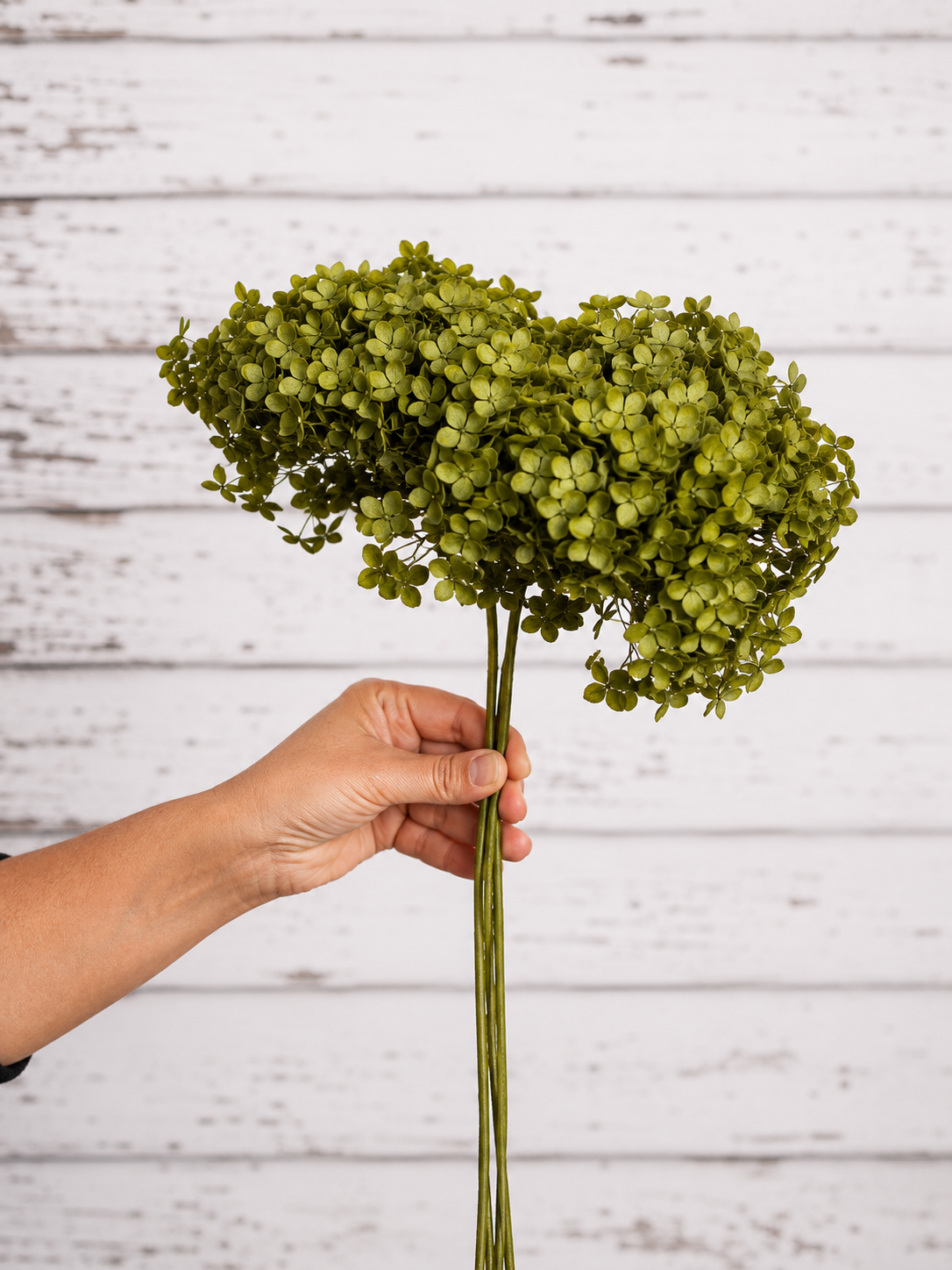 Olive Green Hot preserved hydrangea stem on white background