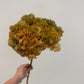 Big Leaf preserved hydrangea stem on white background