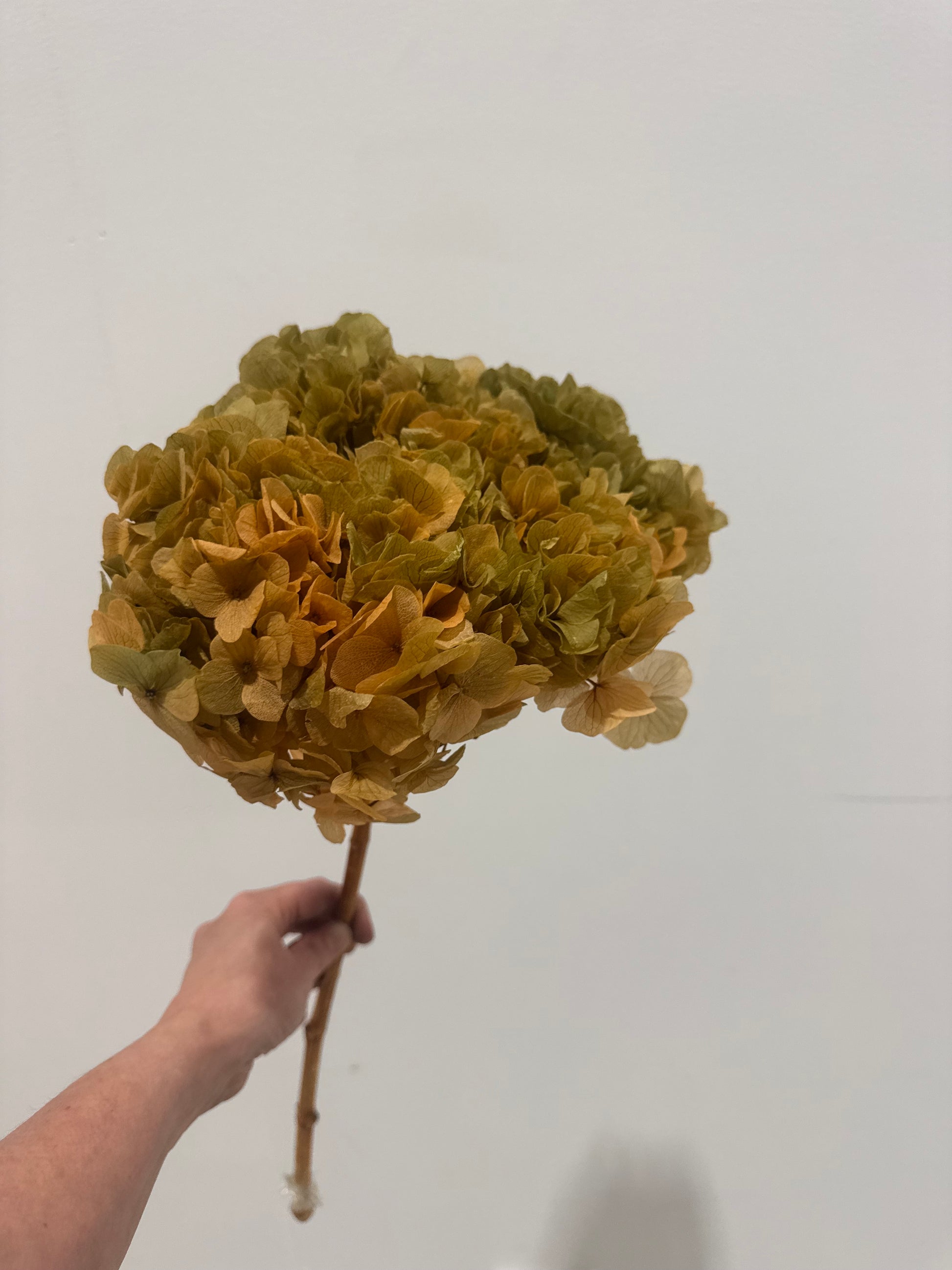 Big Leaf preserved hydrangea stem on white background