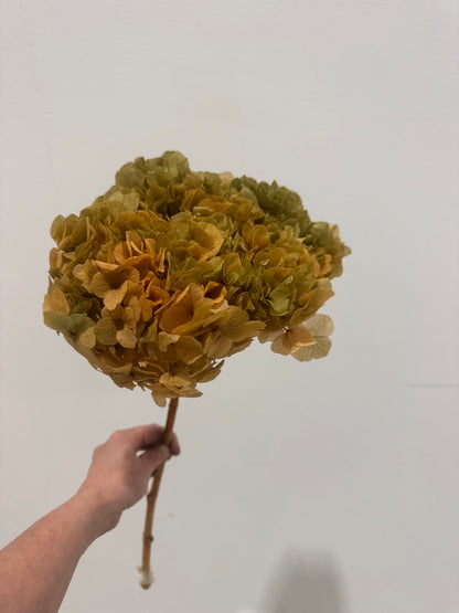 Big Leaf preserved hydrangea stem on white background