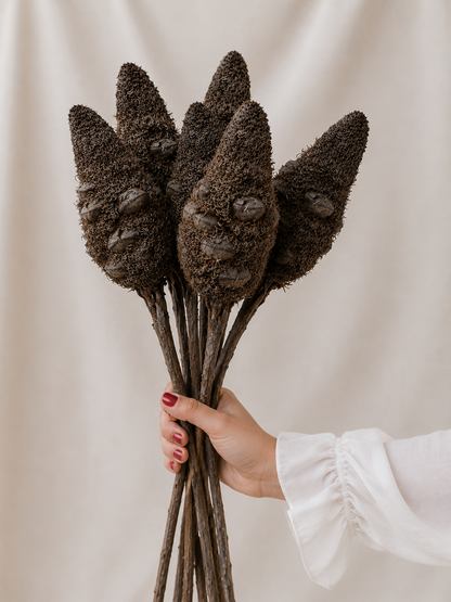 Dried Australian Hookeriana Banksia
