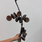 Dried pods